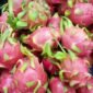 Manfaat Buah Naga bagi Kesehatan. (Pixabay.com/BuyMeACoffee)