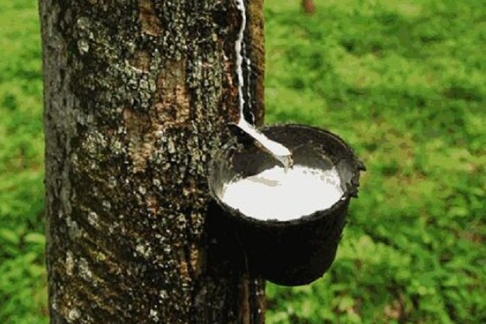 Kebun Karet. (Dok. pertanian.ngawikab.go.id)
